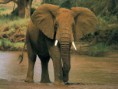 /album/fotogalerie-slon-africky/slon-1-jpg/